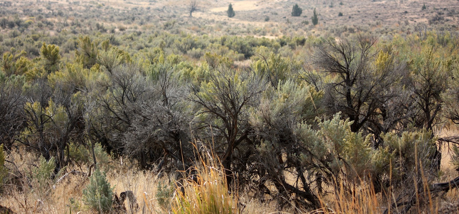Boise Daily Photo Sagebrush in Bloom Something to Cry About?