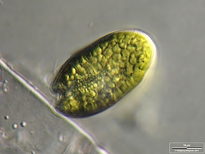 Variety of Life: Cryptophyceae