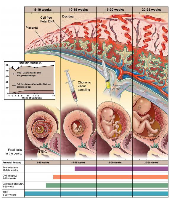 how is genetic testing done on fetus