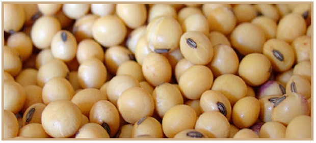 A Proteina Da Soja Faz Mal Para A Musculacao Saber Atualizado