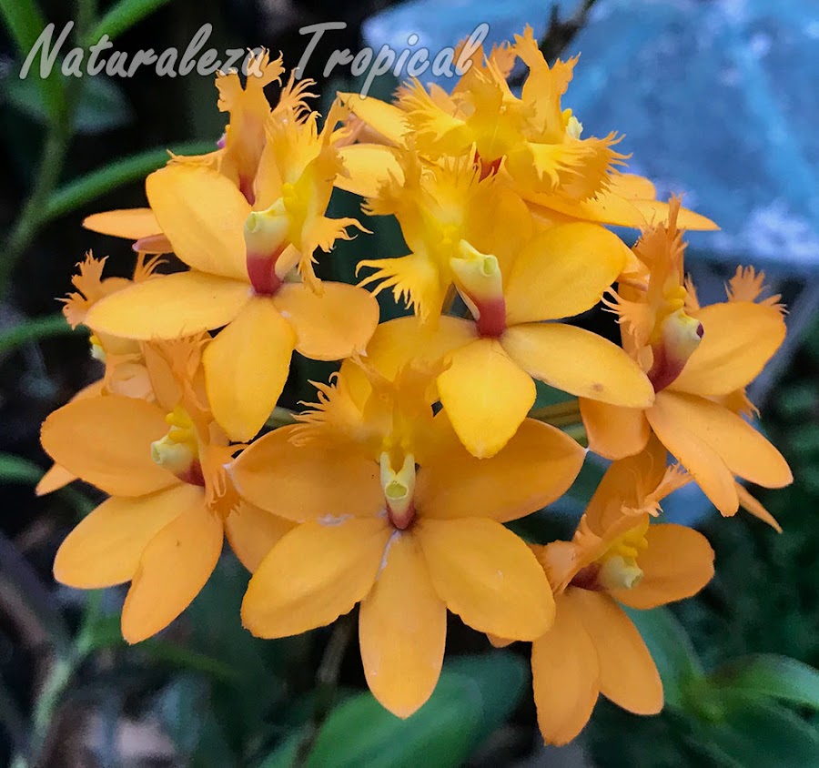 Posible híbrido de la orquídea Epidendrum radicans. De esta especie existen numeroso cultivares donde se observa mucha variación en la coloración de las flores