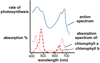 absorption spectrum action photosynthesis pigments between light biology chlorophyll vs pigment rate differences different level bio cool