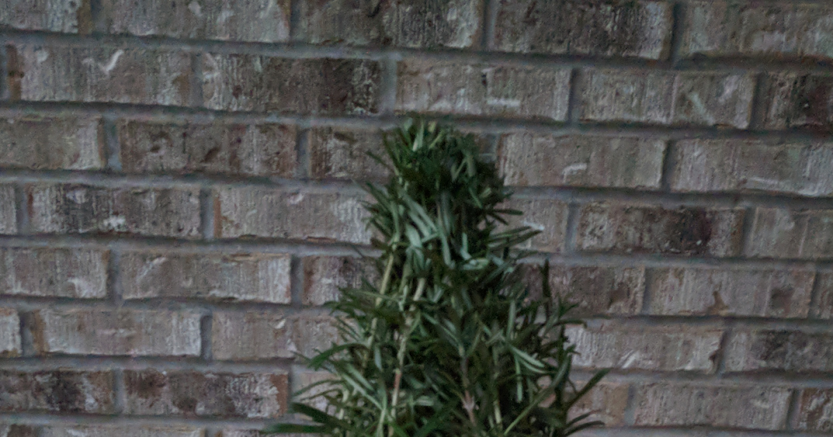 NatureMan's Official Blog How to Make a Rosemary Christmas Tree
