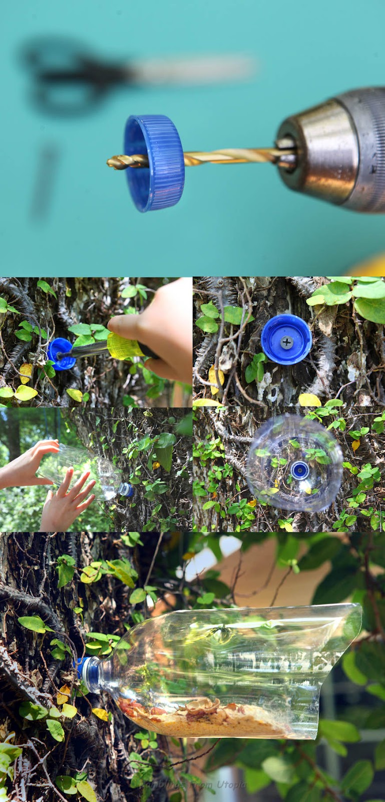 Soda Bottle Bird Feeder