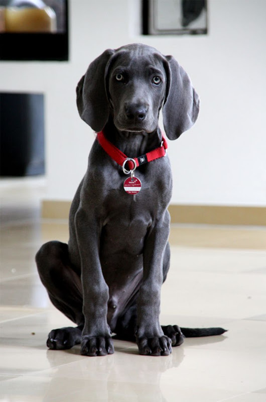 The Weimaraner A Complete Guide The Happy Puppy Site The Weimaraner A Complete Guide The Happy Puppy Site