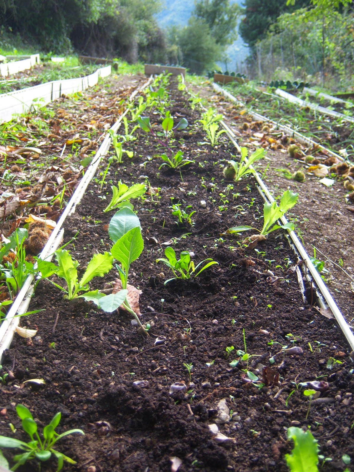 Un ejemplo de asociación: coles, espinacas y escarolas rizadas Trasplantamos las plantas a su emplazamiento definitivo asociandolas entre sí. Por ejemplo: coles, espinacas y escarolas rizadas