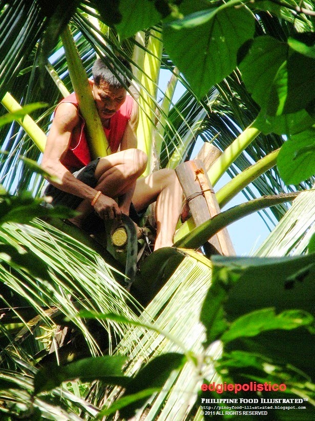 Philippine Food Illustrated tuba