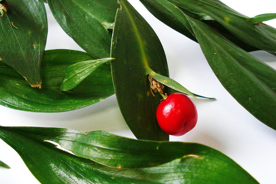 Butcher's broom (Ruscus) Butcher's broom