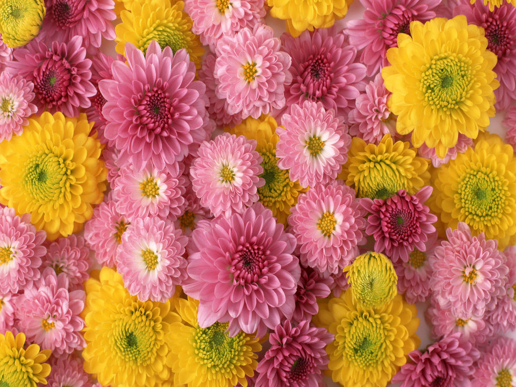 flowers for flower lovers. Flowers wallpapers HD desktop flowers for flower lovers. Flowers wallpapers HD desktop