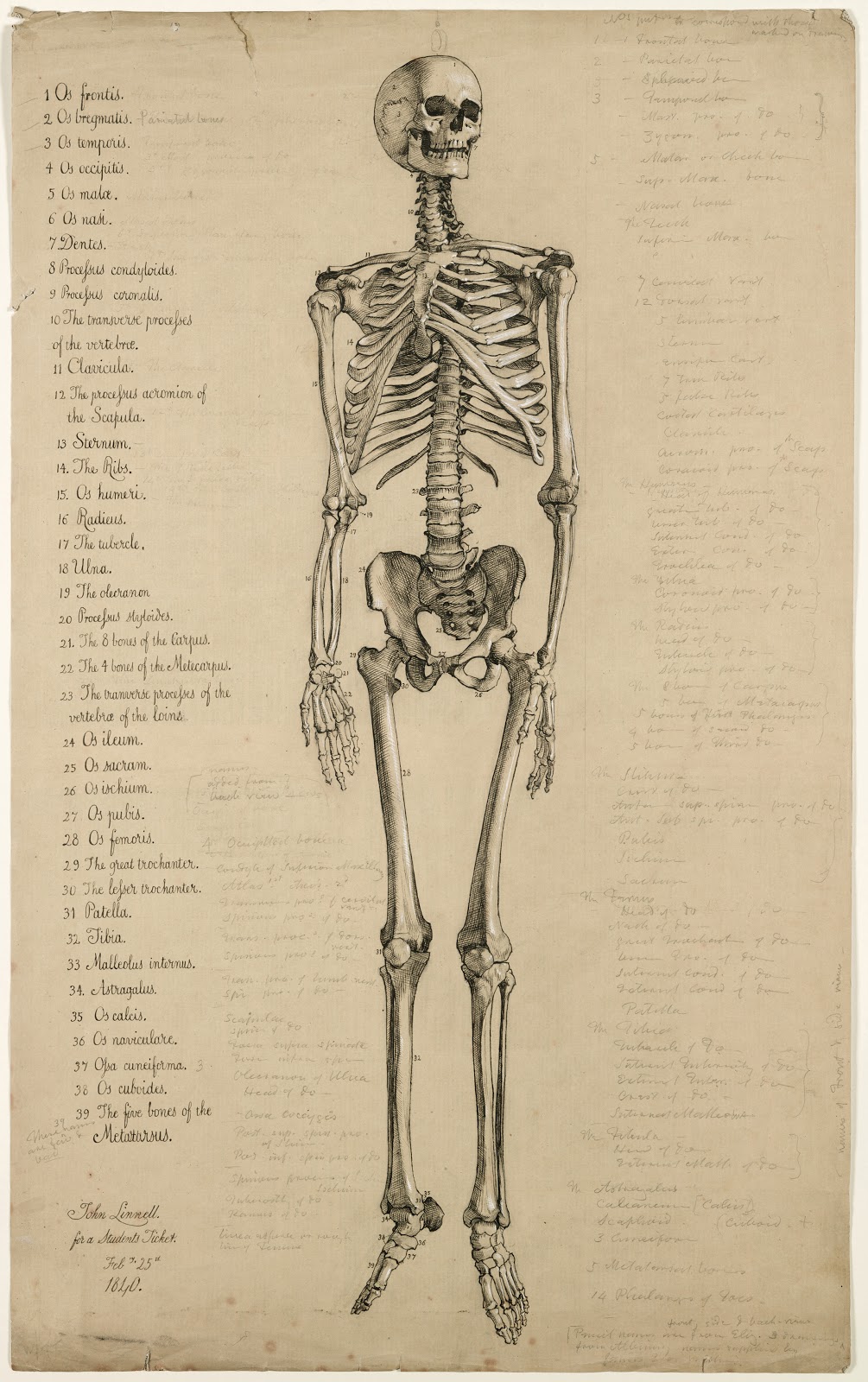 Morbid Anatomy: Must-See Exhibition of Astounding ...