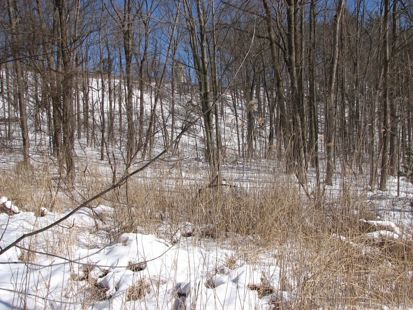 Woodside Natural Area, nature trailsWVPD. (Photos). In search of the