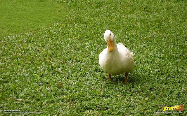 A Duck in Namdroling Nyingmapa Monastery, Bylakuppe, Mysore district, Karnataka