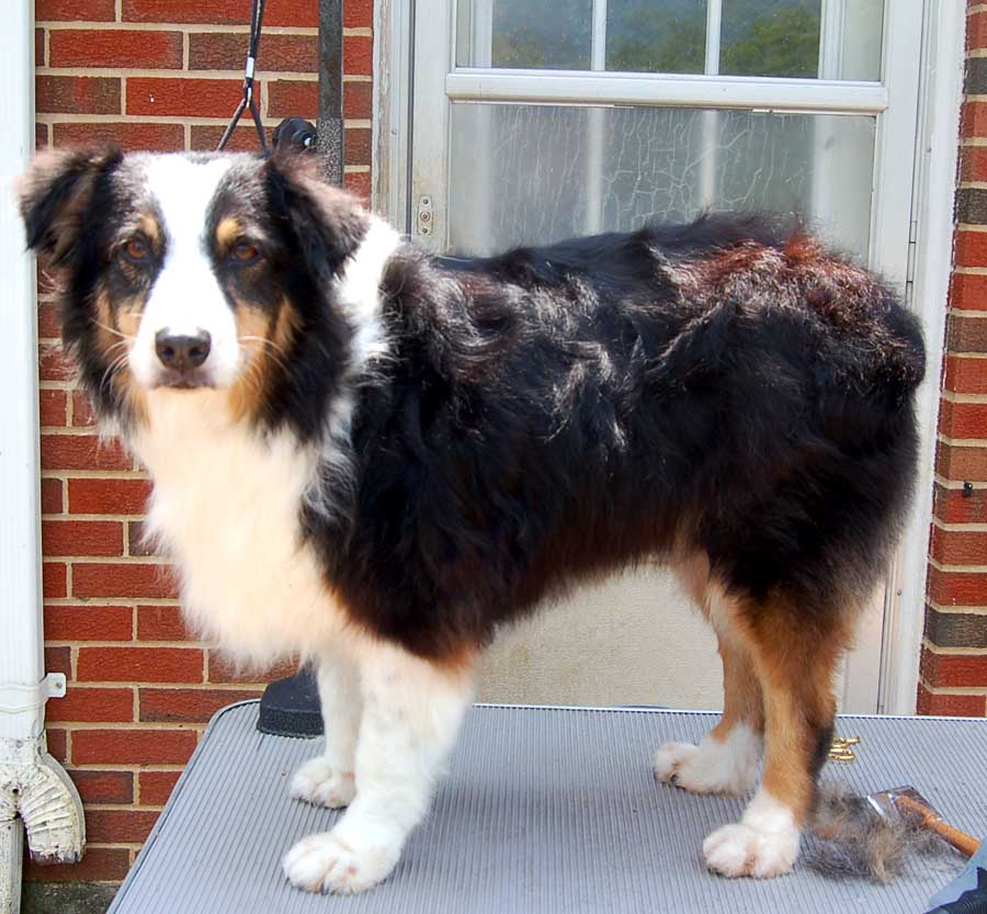 Top 96+ Images grooming an australian shepherd for the show ring Superb