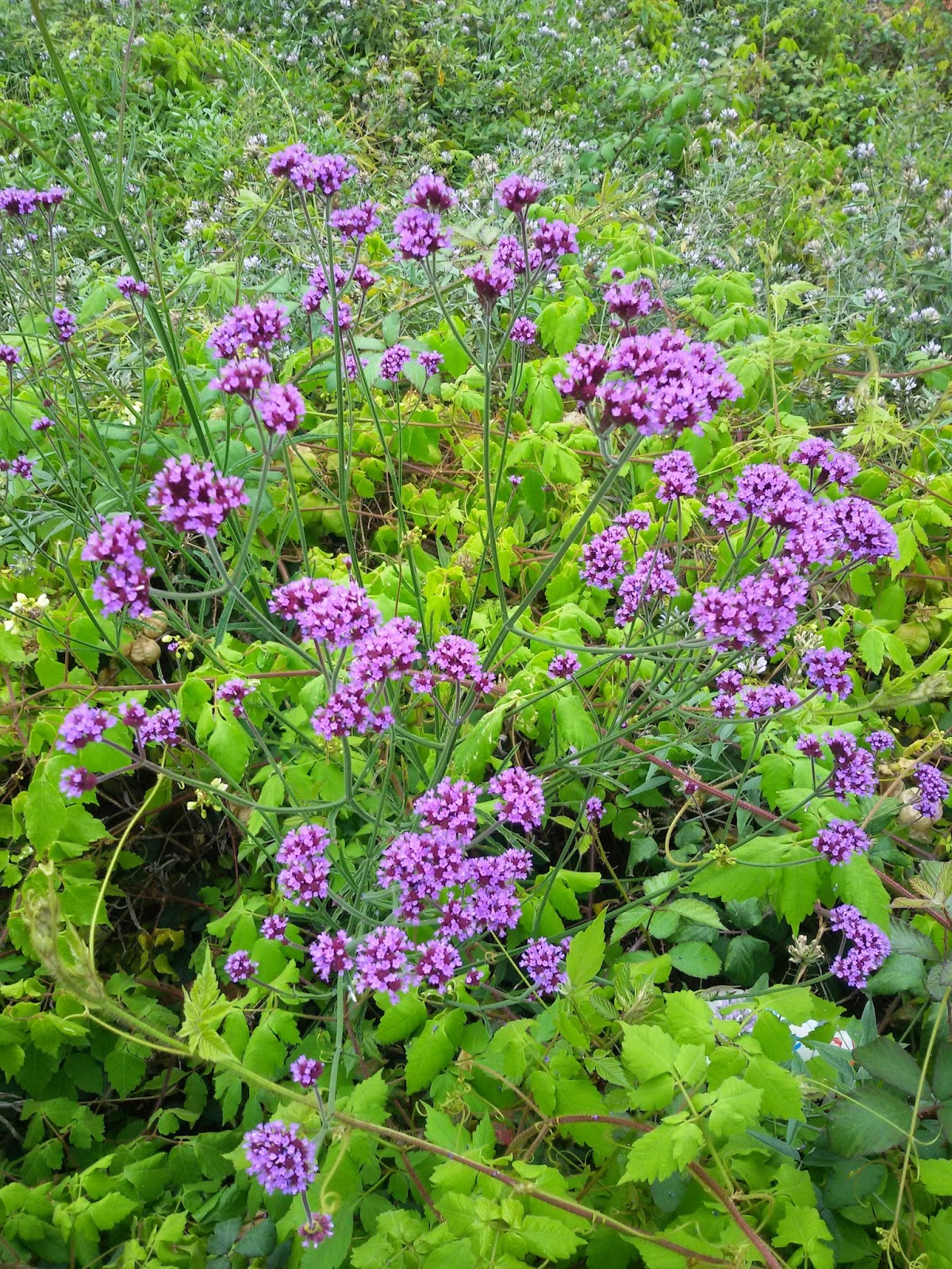 Wildblumen auf Madeira