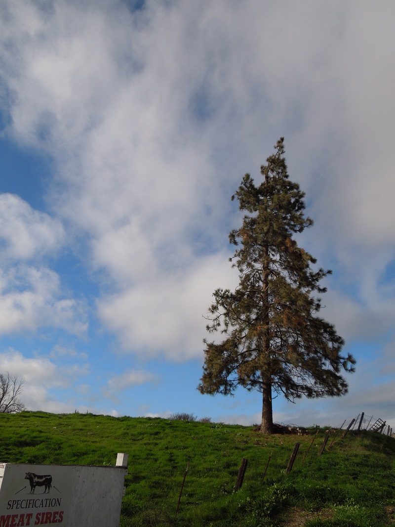 Paso Robles in Photos: A Lone Pine in the Clouds and Some Sky Posters
