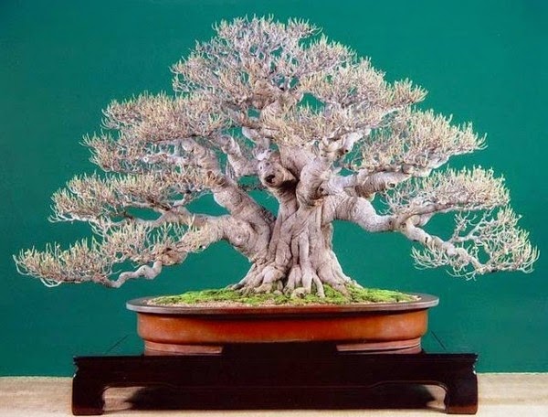 Magnificent bonsai types