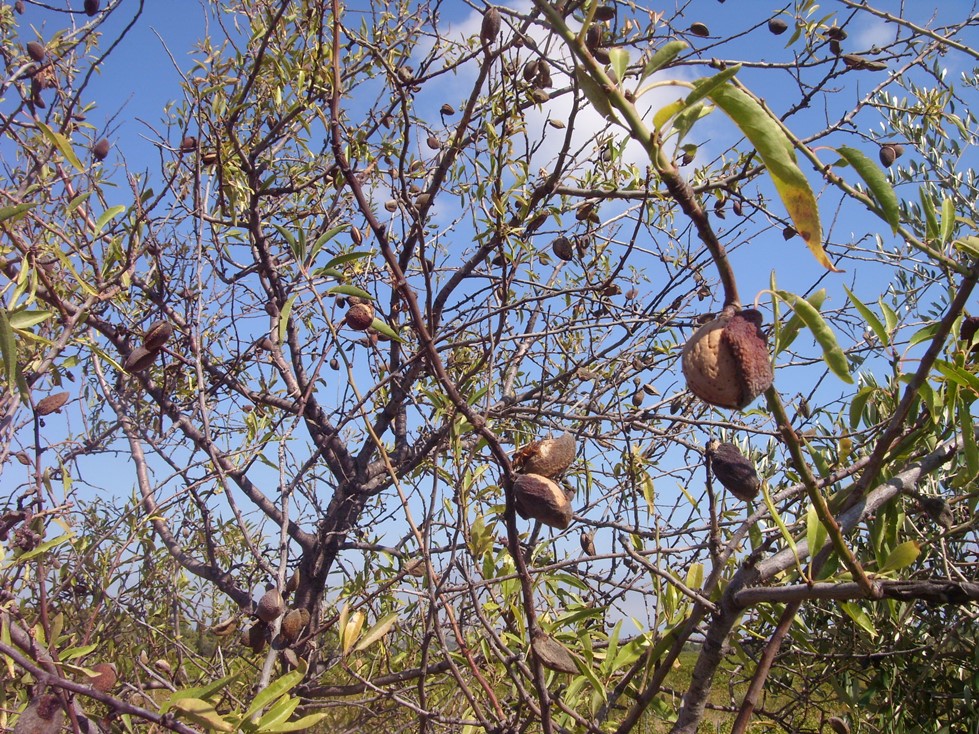 Michael Peverett Bitter almonds