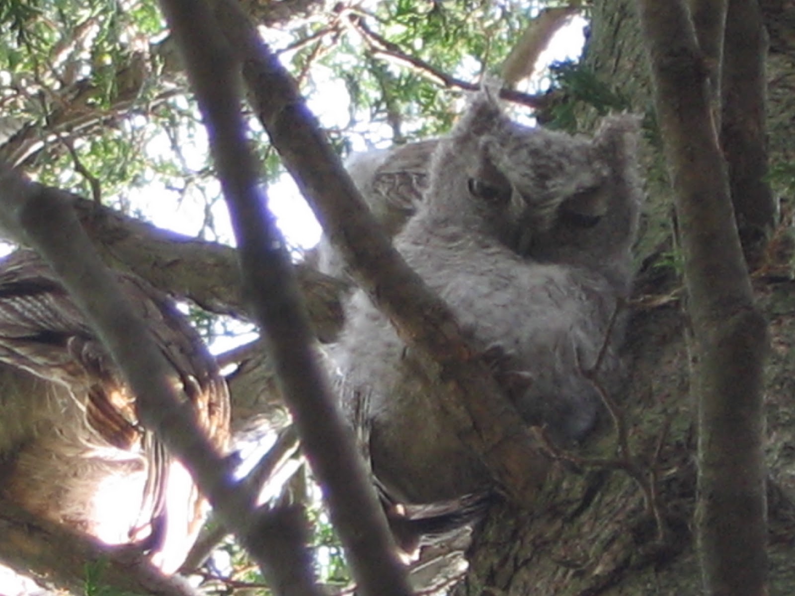 'Burg Birder Lure of the Owl