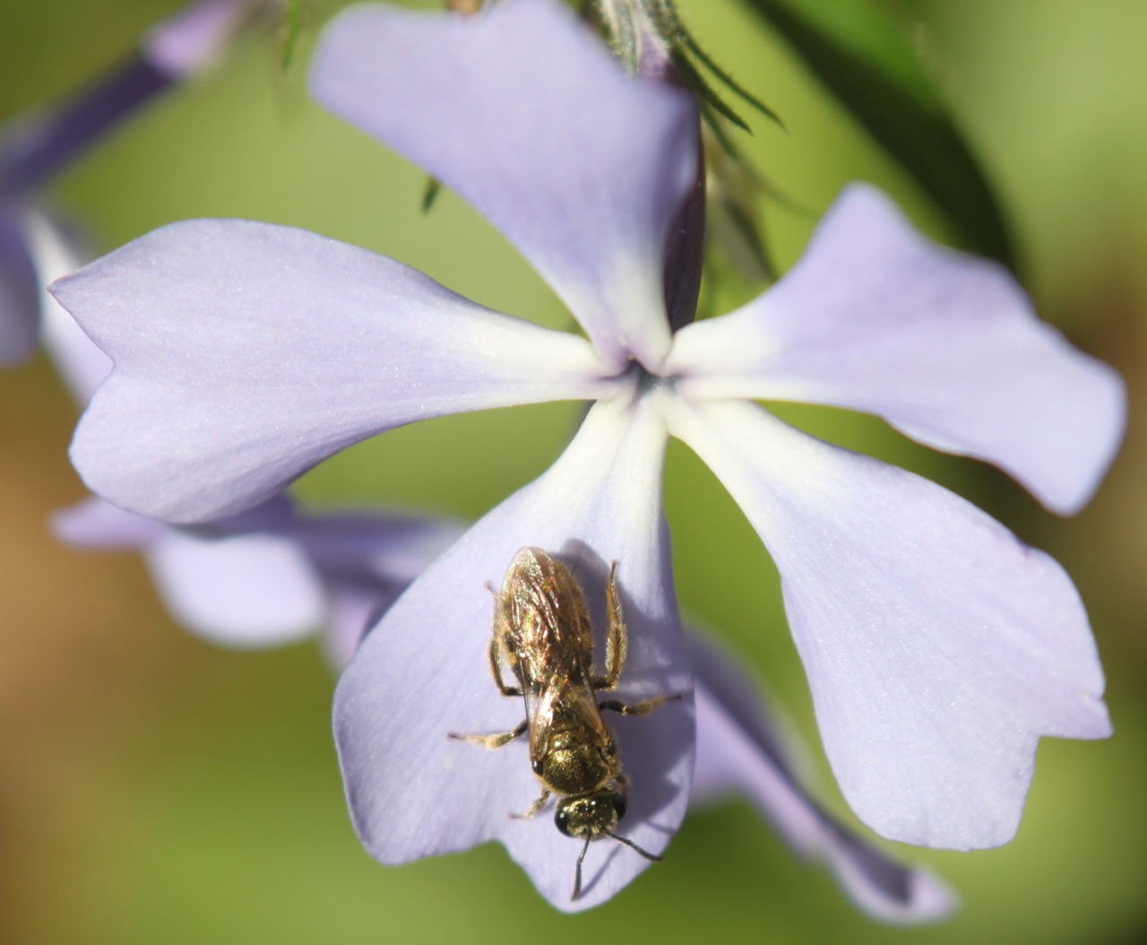 Kalamazoo Seasons April Wildflowers