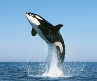 Angka Erek Erek Ikan Paus 2d 3d 4d Dalam Buku Mimpi