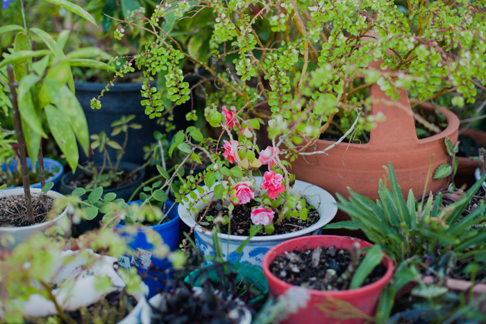potted plants pot plants
