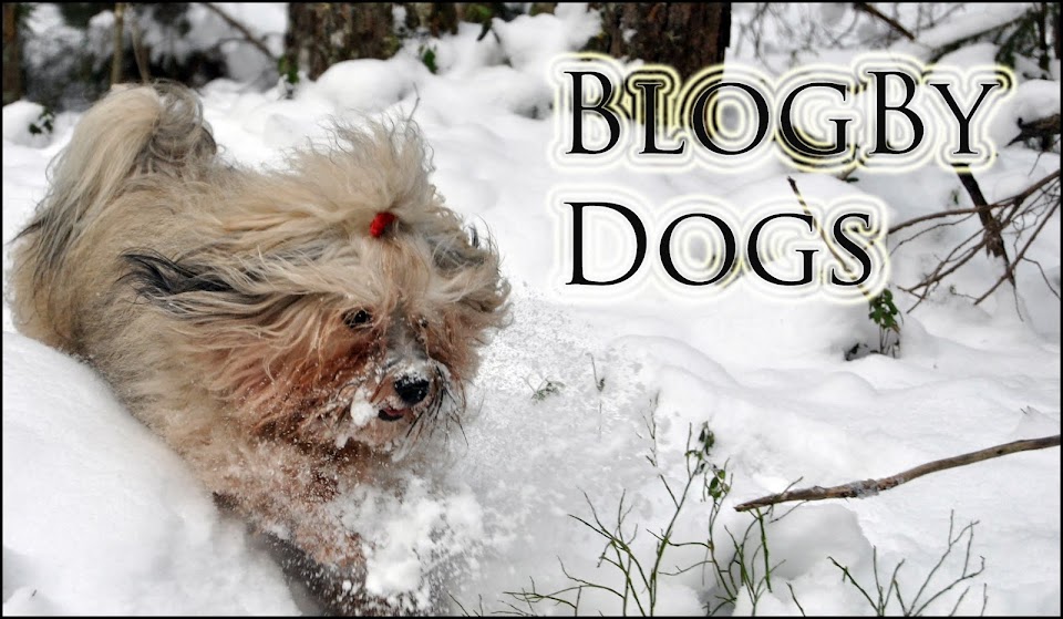 Blog By Dogs