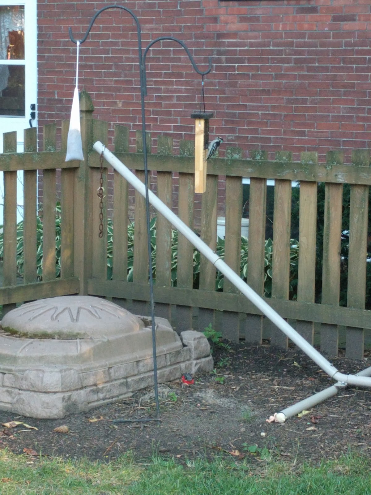 Our Tail Prop Suet Feeder Works!