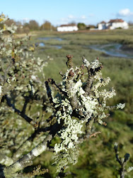 Bosham Creek just down the road...