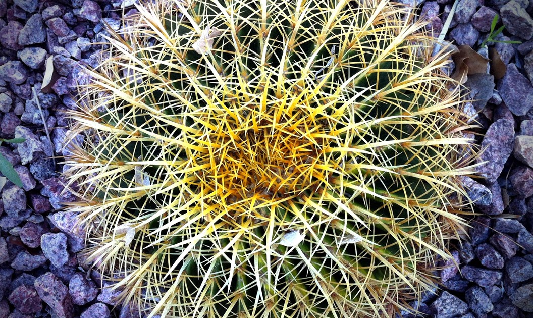 cactus fragment