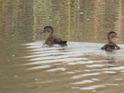 california birding hotspots