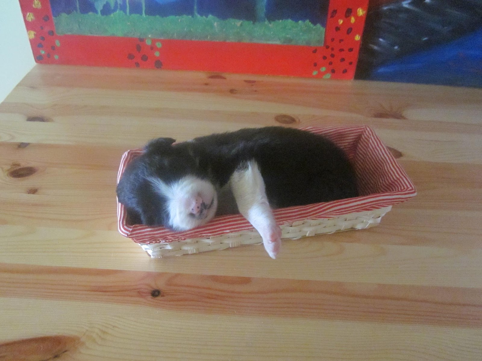 Raising Orphan Puppies How to Whiten a Dogs White Fur