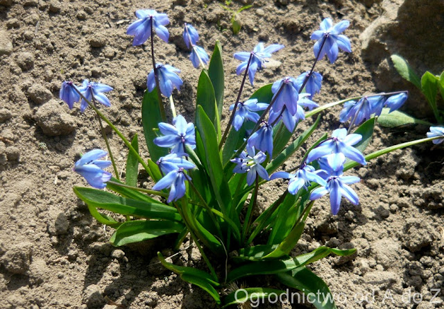 Cebulica syberyjska Scilla siberica