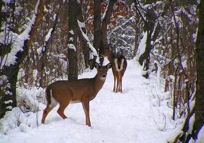 "Singing To The Deer"