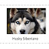 Cracaterísticas do Husky Siberiano| Saiba porque o Husky Siberiano tem olhos azuis, qual a história deste animal e semelhanças com os seres humanos.