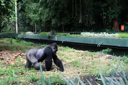 gorilla kebun binatang ragunan jakarta