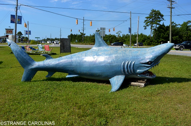 Giant Shark And Live Sharks At Jaws Resort Wear (Murrells Inlet