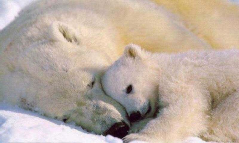 White Bear Sleeping with Love