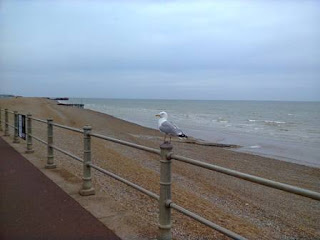 Seagull in Hastings