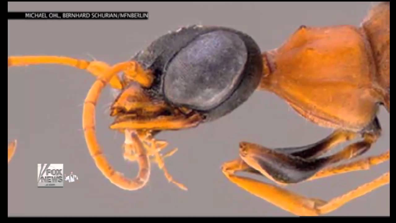 Say hi to the Dementor wasp it turns cockroaches into