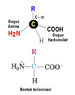 Molekul asam amino, gugus penyusun serta bentuk ionnya