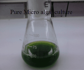 Pure Micro algal culture