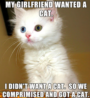 Cat Memes Photos Cat Memes Photos