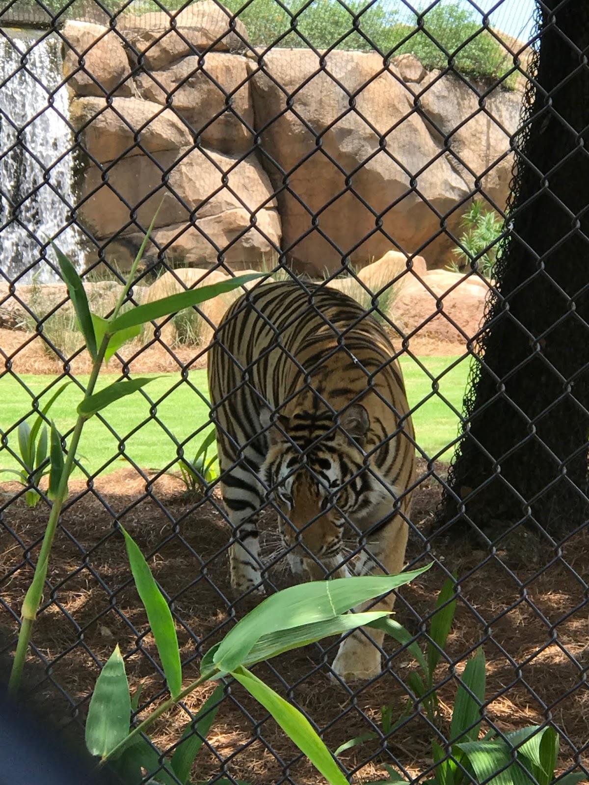 Through the Lens Mike the Tiger