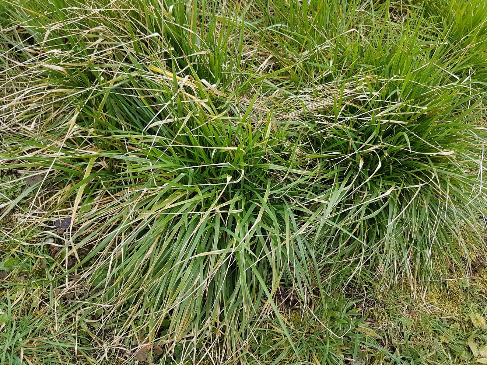 Michael Peverett Tuft hunting