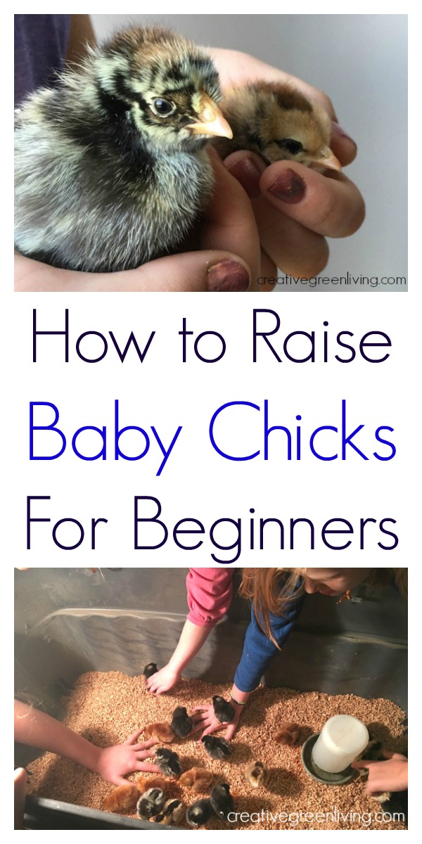 Raising Baby Chicks for Beginners Creative Green Living