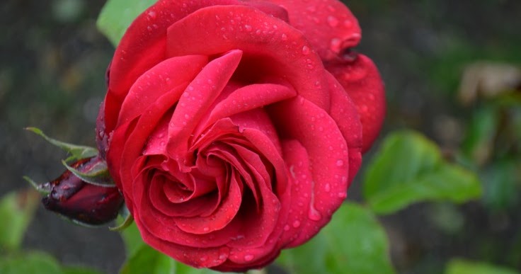 Cores & Sabores: Uma Rosa Pra Você, Com Muito Carinho!