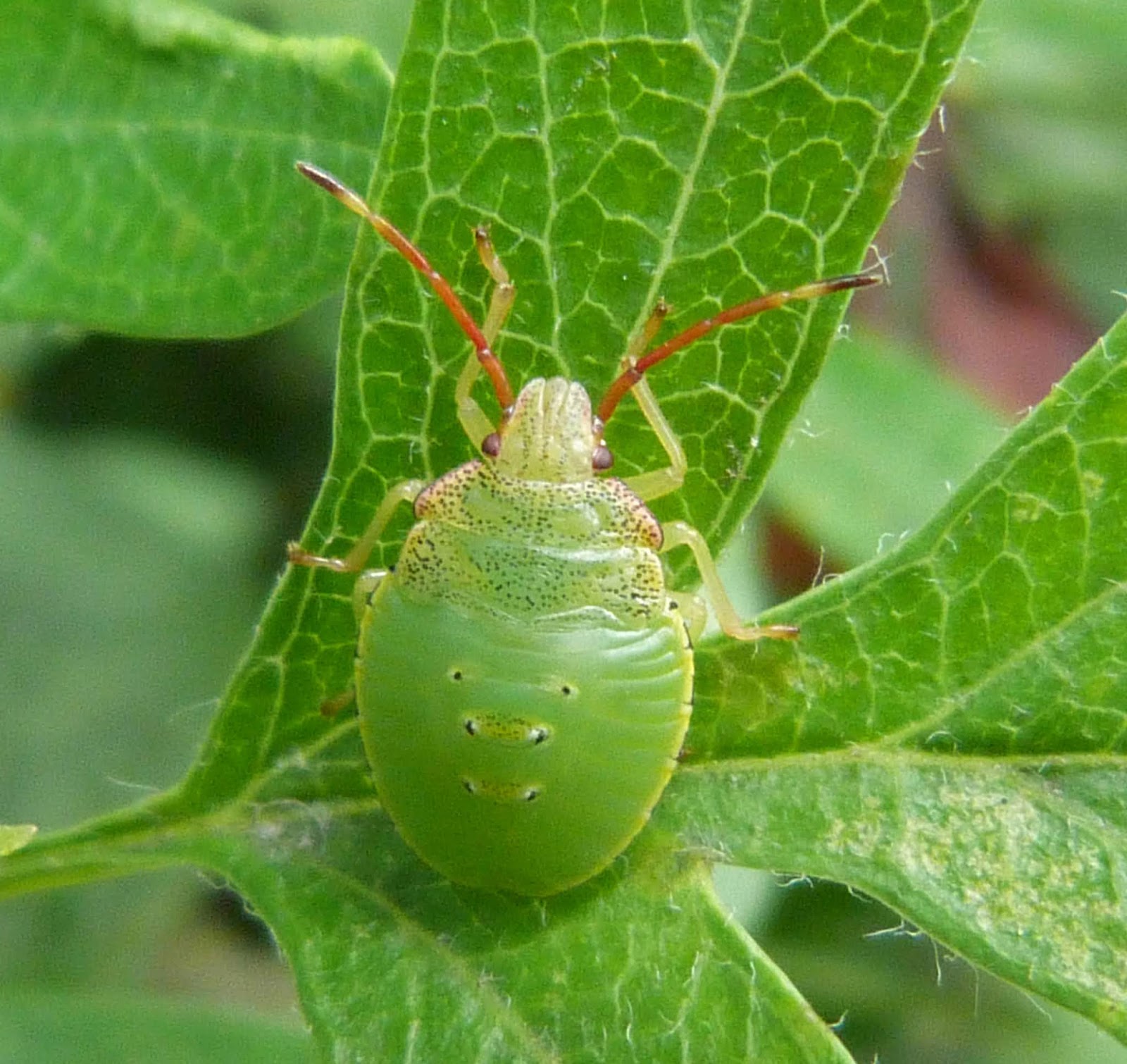 Insects of Scotland: True Bugs