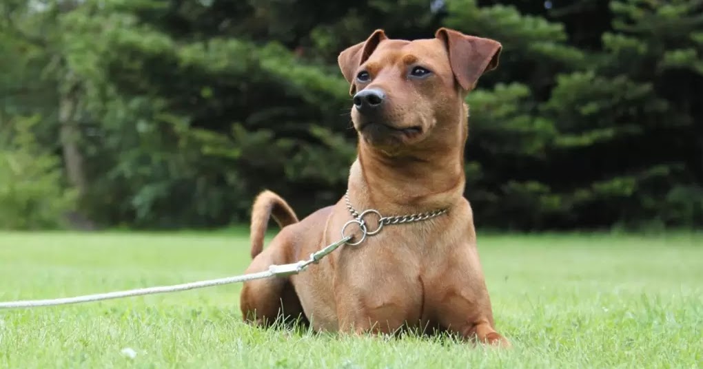 8 Most Important Dog Training Tips The Buzz Land