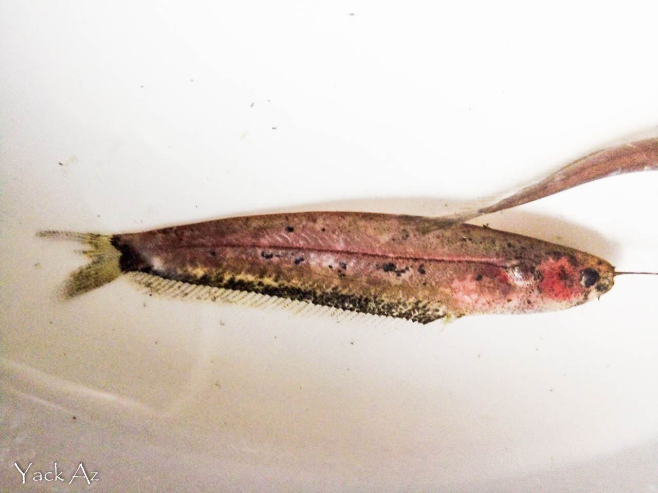 Ompok sp (Undescribed) Butter Catfish Freshwater Fish of Indonesia