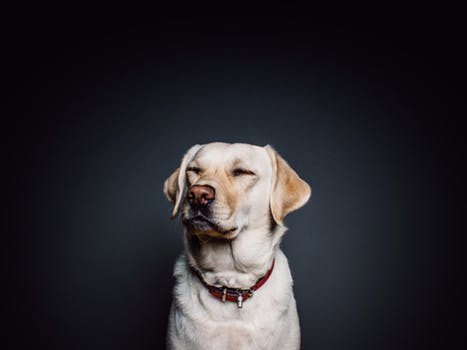 best top 10 dogs in india 2108 best top 10 dogs in india 2108